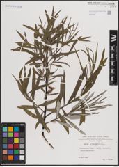 Foto von Salix eleagnos Scop.